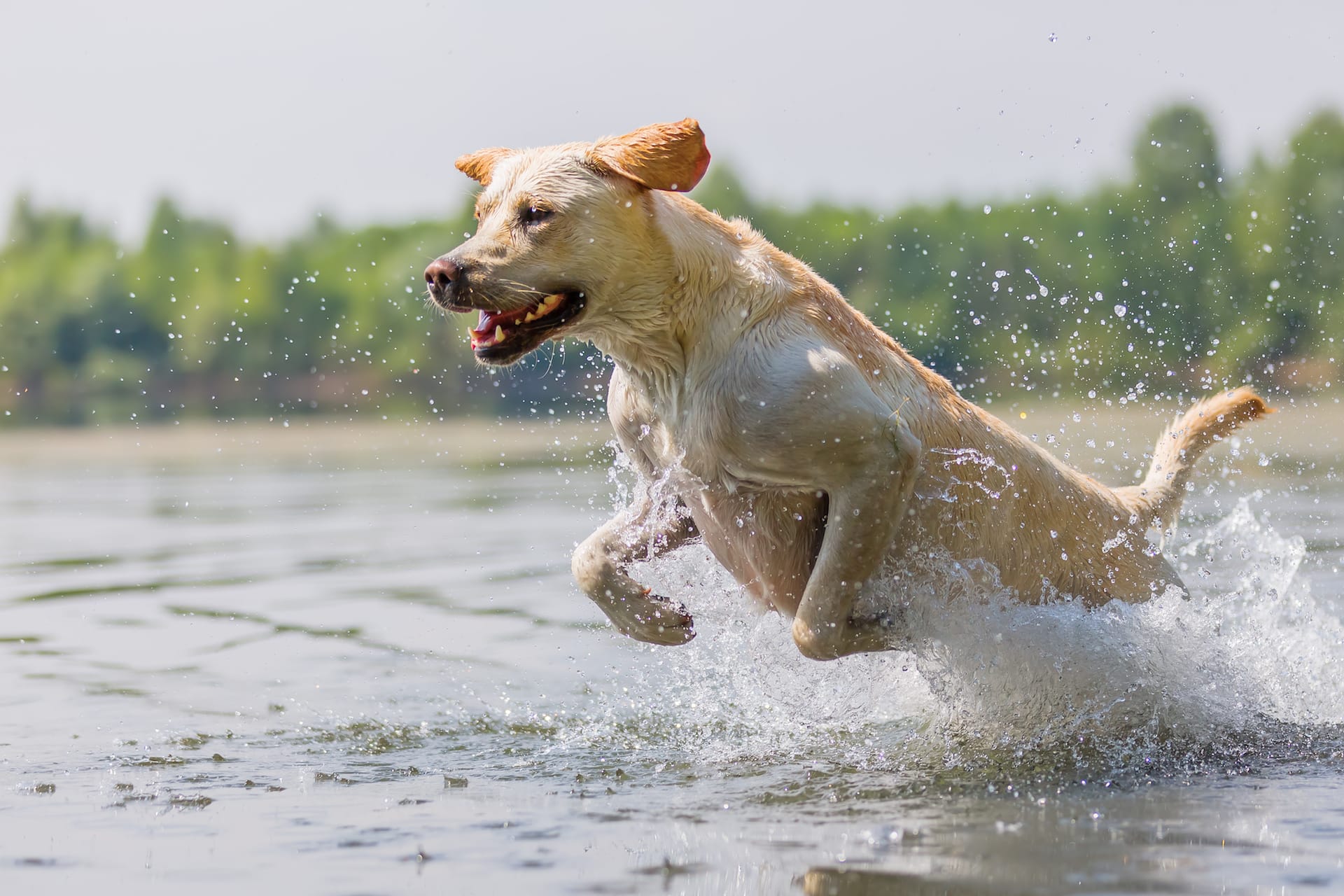 Labrador Retriever Breed guide Pet Insurance Review
